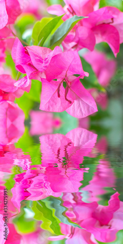 Pink bougainvillea flower close up and reflection