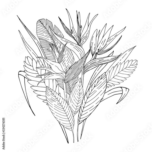 Tropical flowers bouquet. Floral composition. Black lines on white background. Vector illustration.