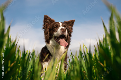 border collie cane