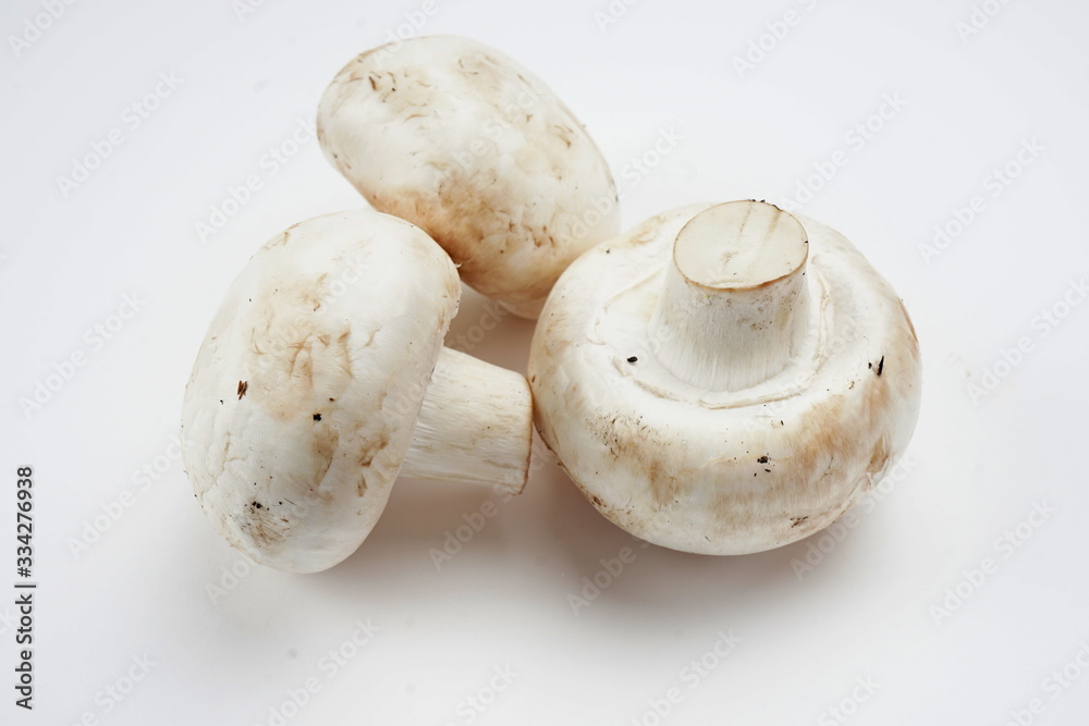 Mushrooms isolated on a light background Mushrooms isolated on a light background