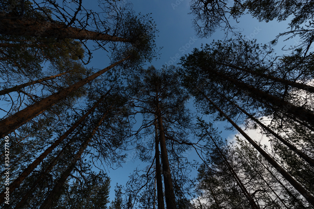 Obraz premium mänty metsä2