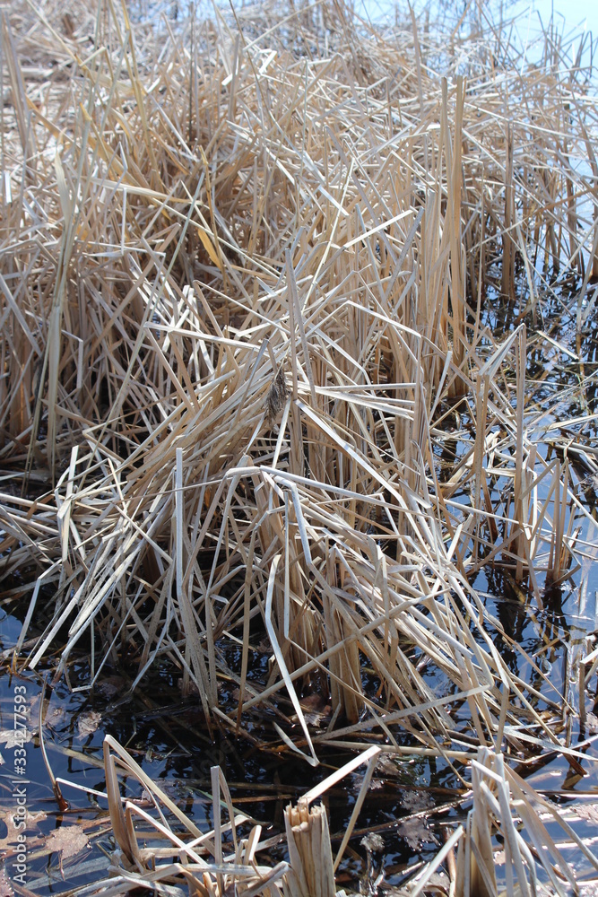 dry grass in the snow