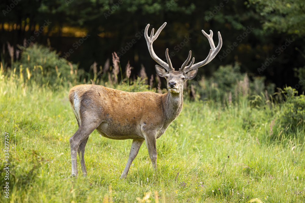 Alert red deer, cervus elaphus, with growing antlers in velvet standing on green meadow in summer. Attentive male mammal with brown fur facing camera in nature. Animal wildlife scenery.