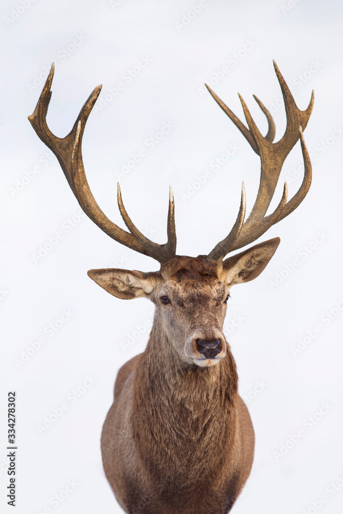 Beautiful closeup of a deer with antlers on isolated background