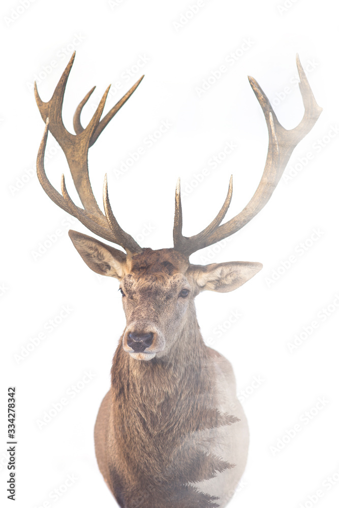 Double exposure of a deer with big antlers and forest.