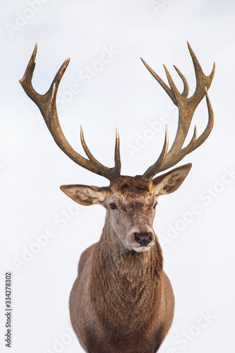 Beautiful closeup of a deer with antlers on isolated background © belyaaa