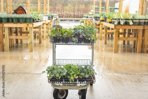 Photography Cart Full of Veggies