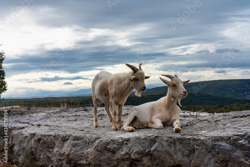 Fototapeta Naklejka Na Ścianę i Meble -  Goat in the Canyon of Ardeche in France