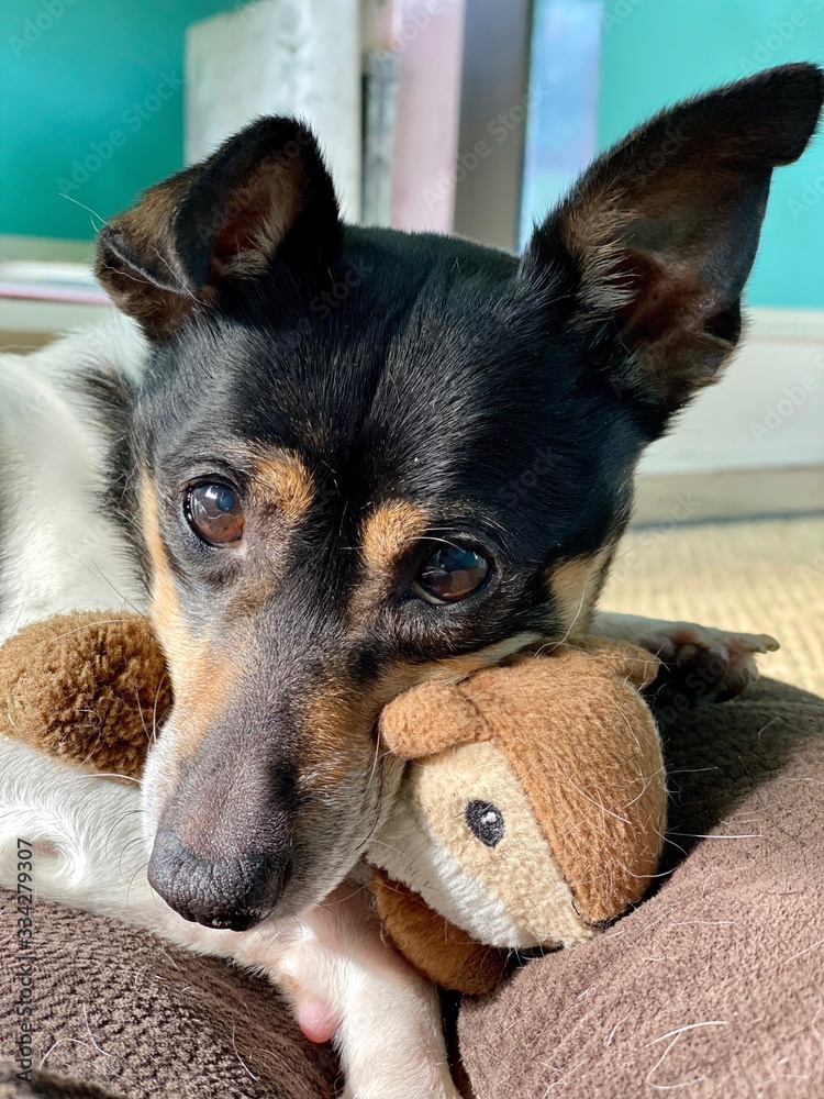 Cute black, white and tan small terrier dog snuggling with a stuffed animal Cute black, white and tan small terrier dog snuggling with a stuffed animal