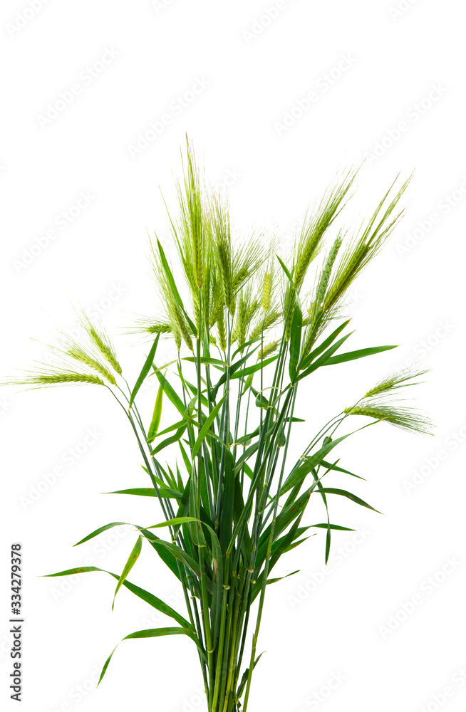 green ears of wheat isolated