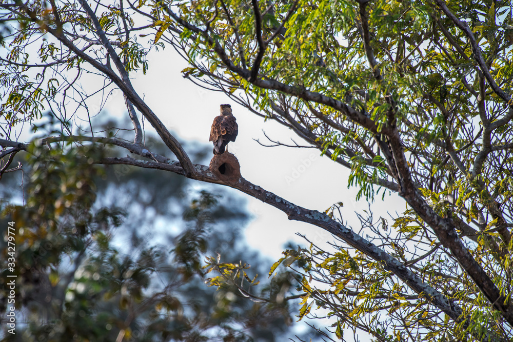 Southern crested caracara and Nest of Rufous Hornero photographed in Corumba, Mato Grosso do Sul. Pantanal Biome. Picture made in 2017. Southern crested caracara and Nest of Rufous Hornero photographed in Corumba, Mato Grosso do Sul. Pantanal Biome. Picture made in 2017.