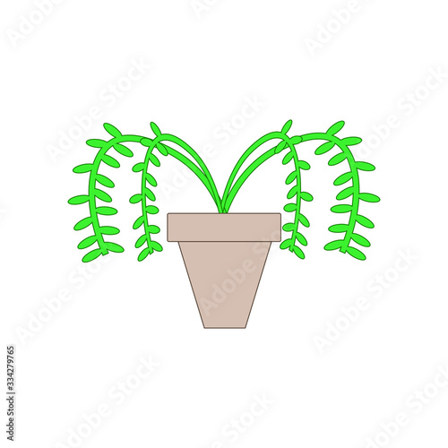 pot with hanging plant on white background