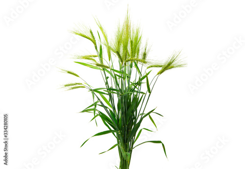 green ears of wheat isolated