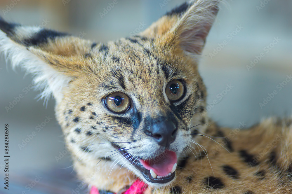 Obraz premium Portrait of macro shot on African Serval (Leptailurus serval)