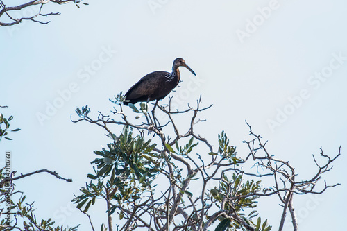 Limpkin photographed in Corumba, Mato Grosso do Sul. Pantanal Biome. Picture made in 2017.
