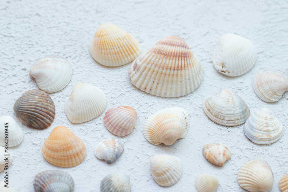 Shells on a light background . Article about vacation. Sea shells lie on a light background