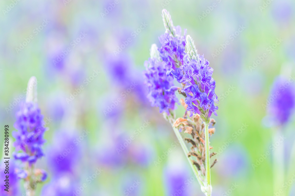 Fototapeta premium Lavender flower macro with bokeh background