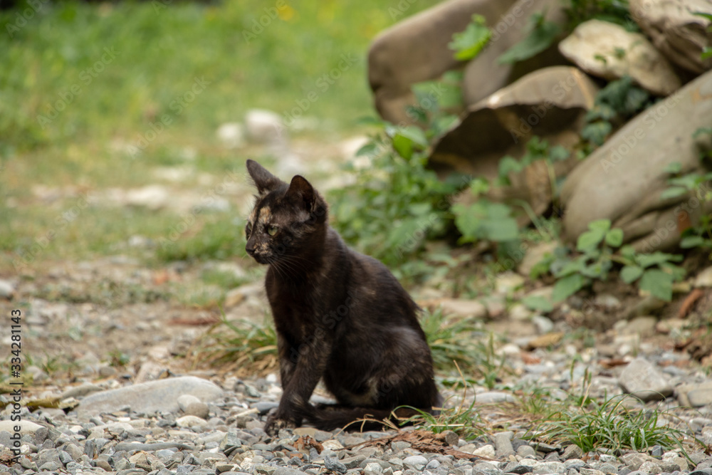 cat in the garden cat in the garden