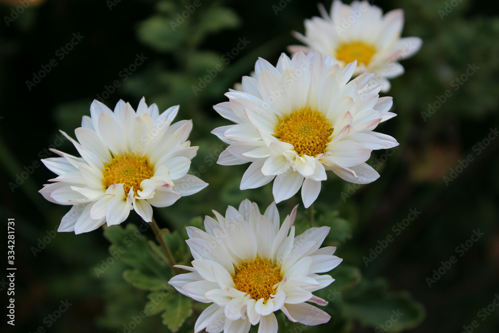 white, delicate flowers in the autumn garden white, delicate flowers in the autumn garden