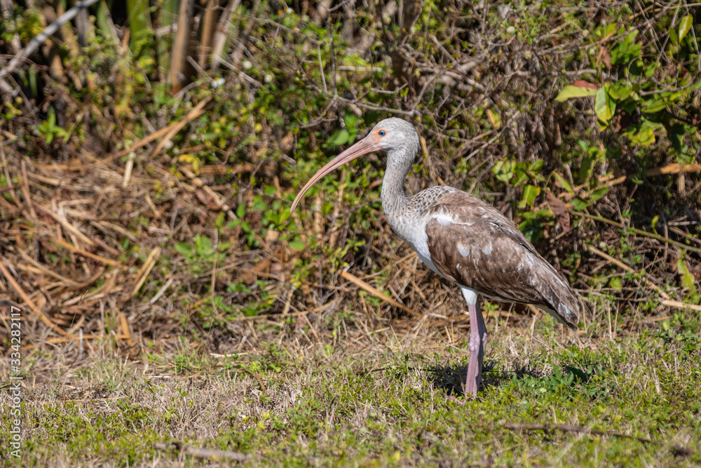 Naklejka premium Juvenile American White Ibis Bird
