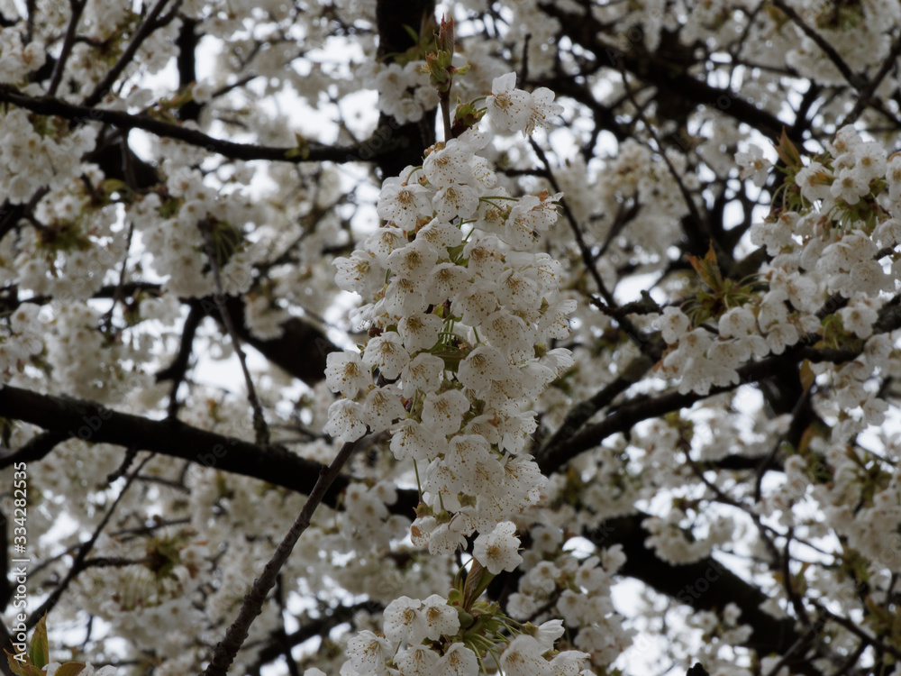 Obraz premium Prunus avium | Cerisier des oiseaux | Merisier sauvage | Cerisier sauvage | Cerisier ornemental