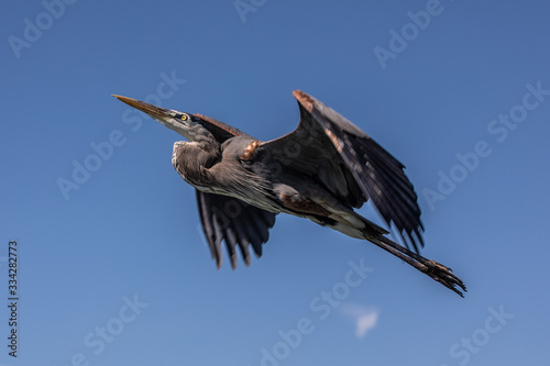 Great Blue Heron in Flight