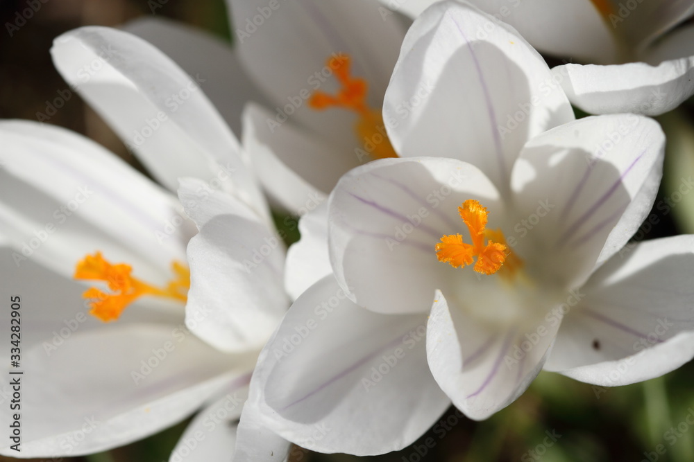 Fototapeta premium Crocus