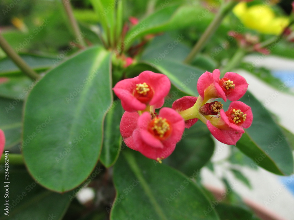 flor flor