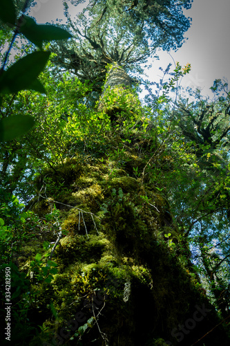 Alerces ruta 7, ubicado en caleta gonzalo, patagonia, región de los lagos, Chile.