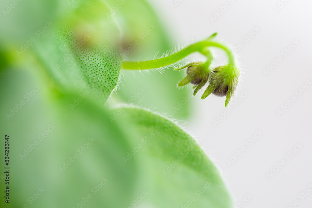 Fototapeta premium Beautiful violets. Senpolia. Flowering period. Houseplants. Hobby.