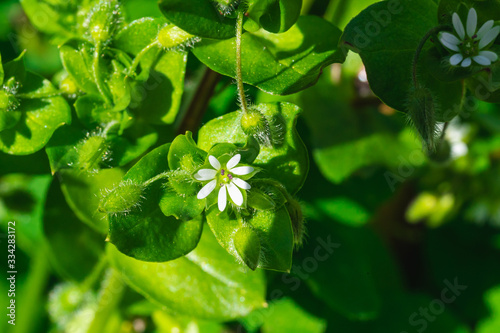 Cerastium diffusum (mouse ear) flowers and plant