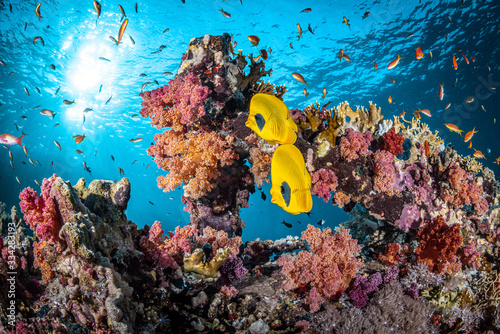 Korallenriff im Ras Mohammed Nationalpark im Roten Meer in Ägypten