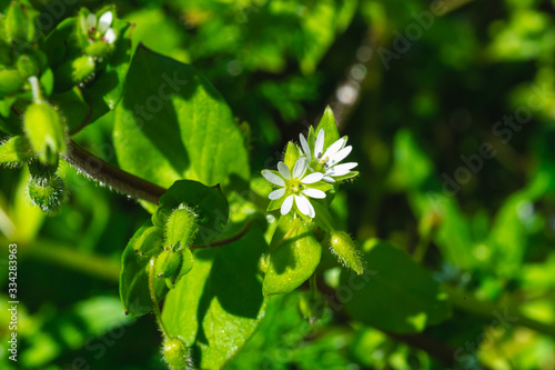 Cerastium diffusum (mouse ear) flowers and plant photo