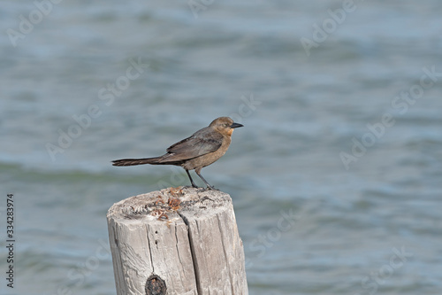 Great Tailed Grackle on an Old Pier © wildnerdpix
