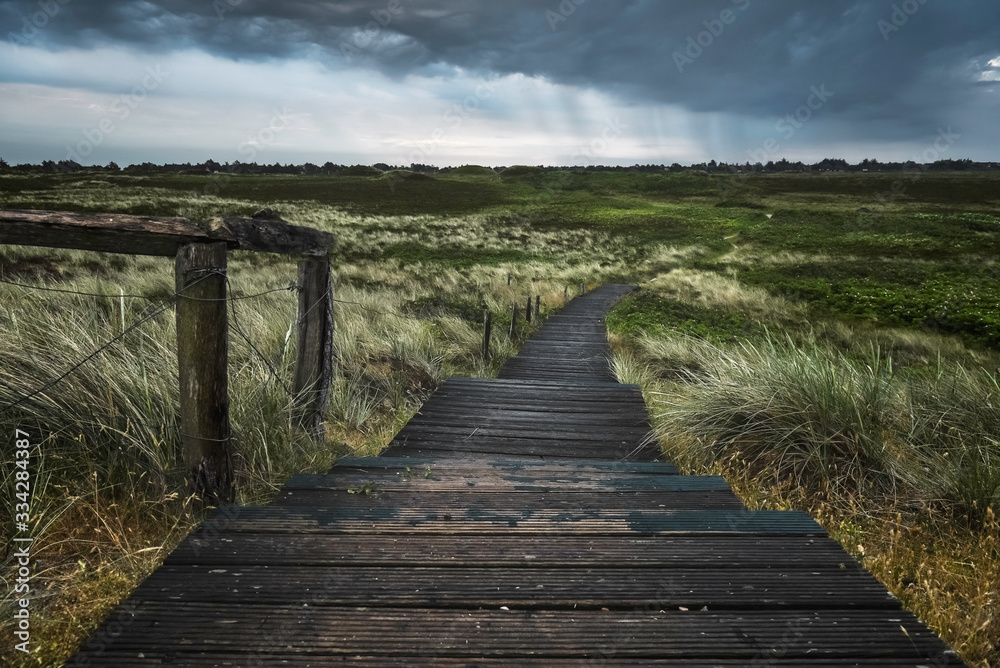 Fototapeta premium Wet wooden walkway through grassy dunes on Sylt island