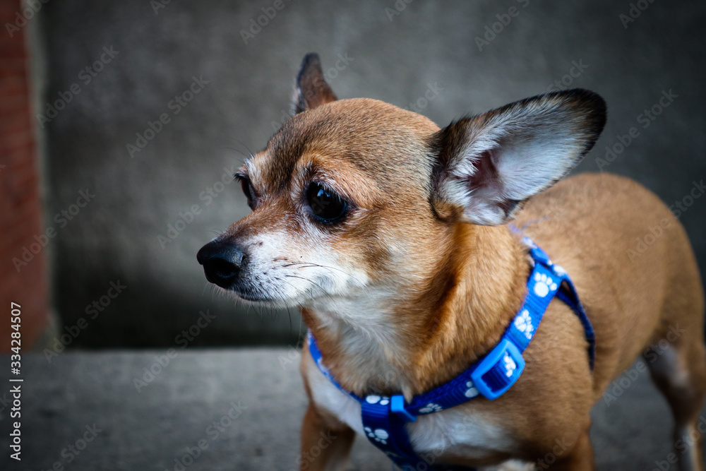 chihuahua dog portrait