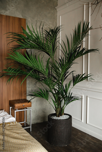 Big palm tree in the interior