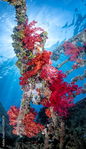 Photos Bunte Weichkorallen am Wrack der Balena im Roten Meer in Ägypten