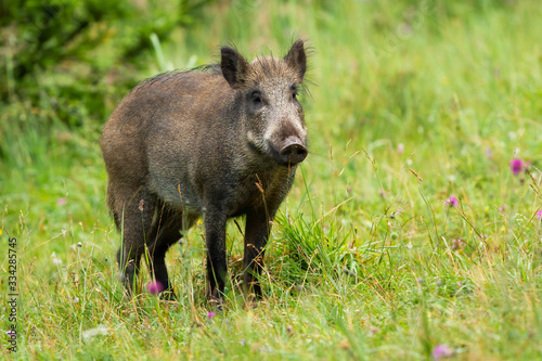 Calm adult wild boar, sus scrofa, looking on green grass in summer time. Fat mammal standing in nature with copy space. Full body view of brown hog outdoors.