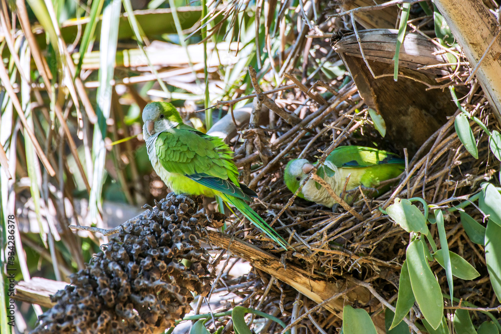 Monk Parakeet photographed in Corumba, Mato Grosso do Sul. Pantanal Biome. Picture made in 2017.