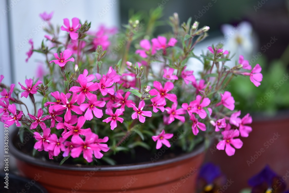pink flowers in a pot pink flowers in a pot