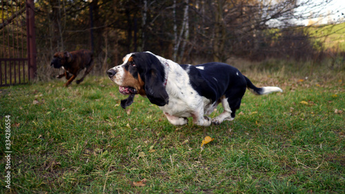 Pies rasy Basset Hound biegnie po trawie. Pies nie dotyka ziemi, ma uniesione lapy. Zabawa z psem, spacer,wyprowadzanie psa. Basset biega jak szalony. Zabawa z innymi psami.