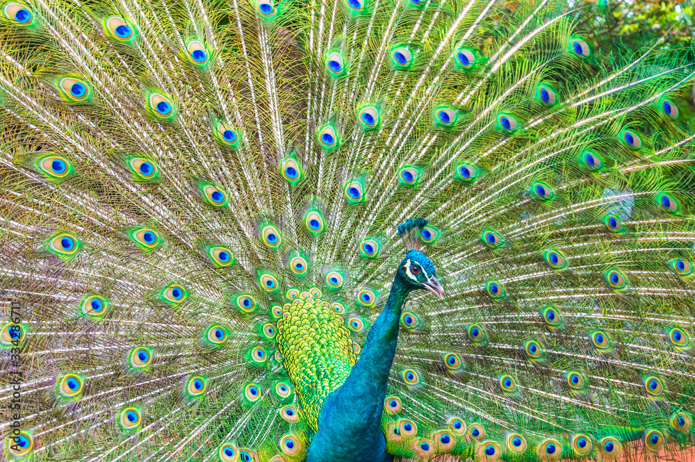 Obraz premium Portrait of Peacock with Feathers Out