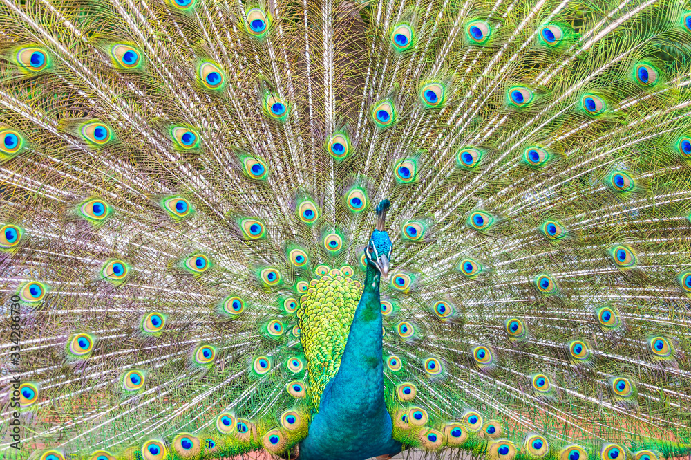 Fototapeta premium Portrait of Peacock with Feathers Out