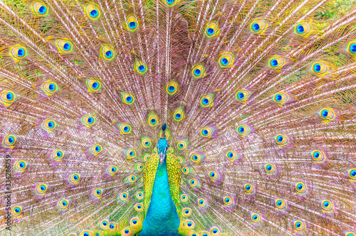 Portrait of Peacock with Feathers Out