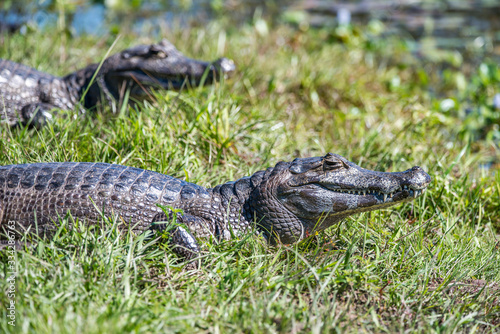 Yacare Caiman photographed in Corumba  Mato Grosso do Sul. Pantanal Biome. Picture made in 2017.