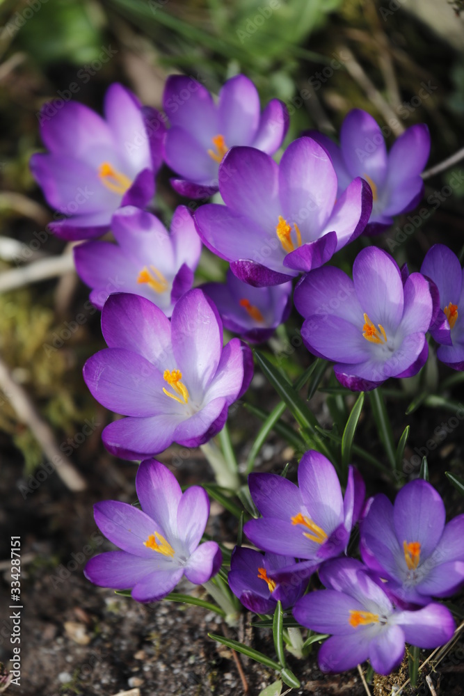 Lila Krokus Blüten im Frühling Lila Krokus Blüten im Frühling