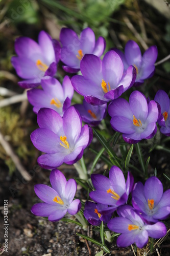 Lila Krokus Blüten im Frühling