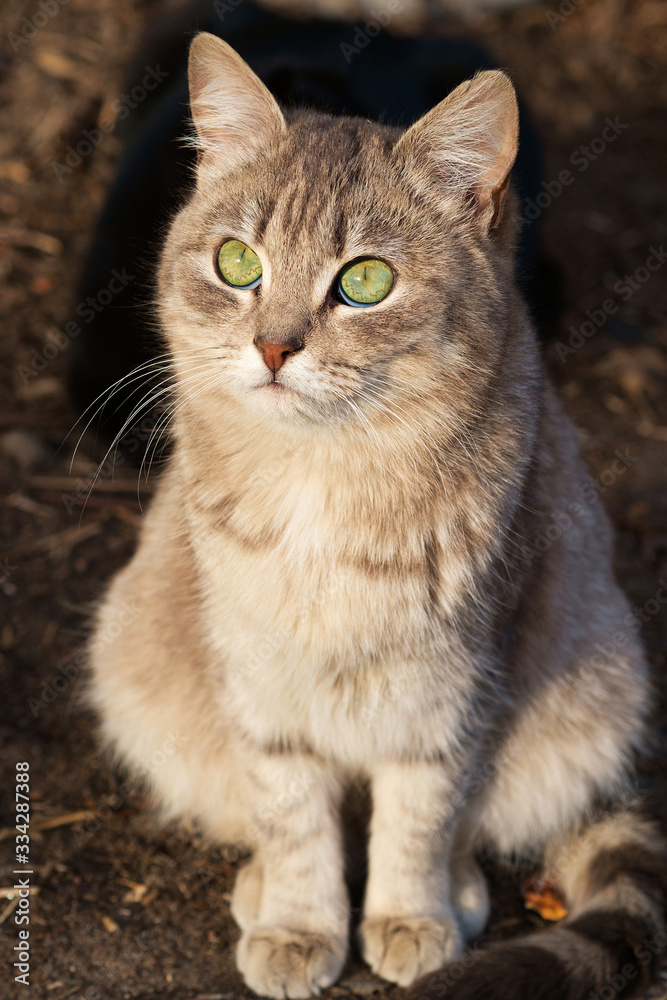 portrait of a cat