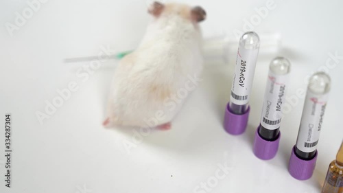 Scientists test lab rat, mouse with syringe. Scientist and lab rat Background. Coronavrius test tubes.	Coronavirus vaccine. photo